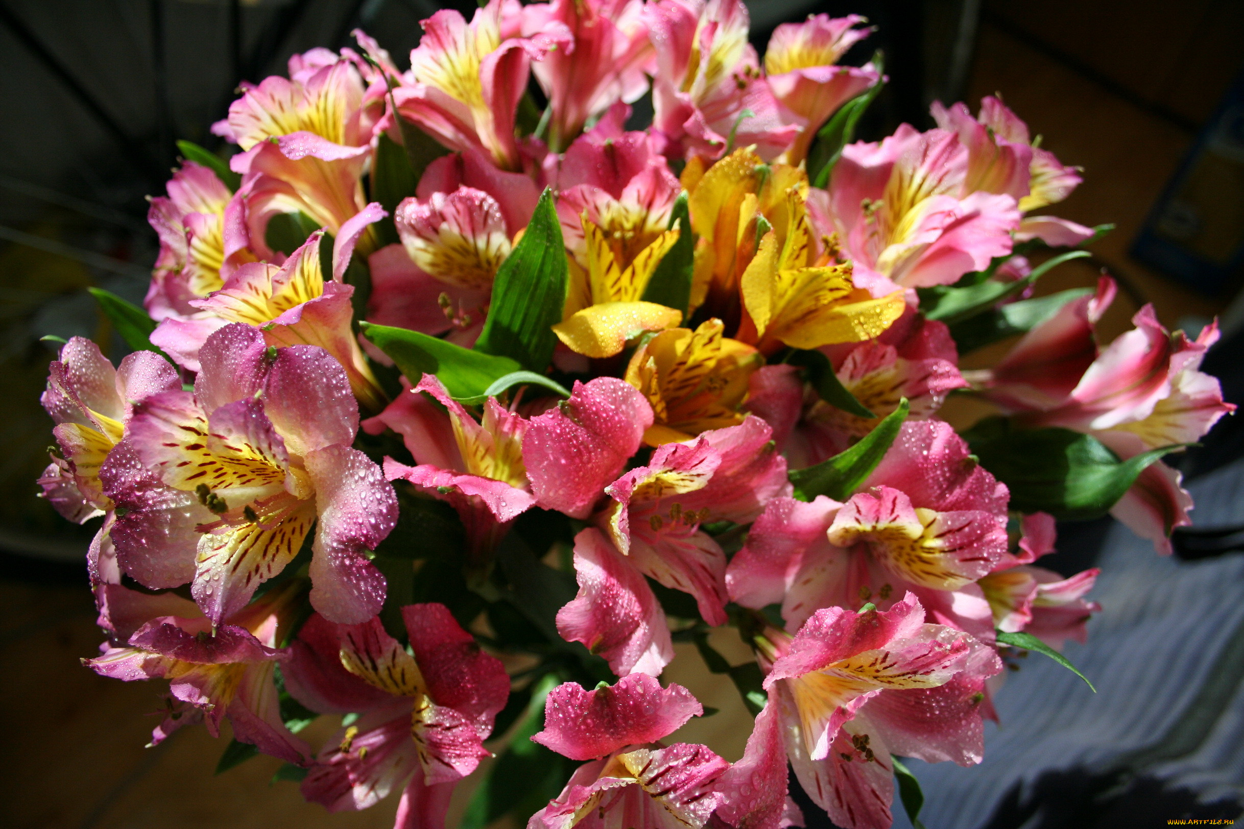 Alstroemeria Aurea